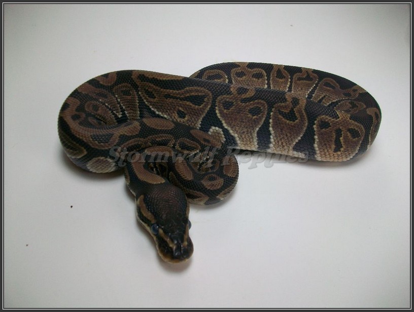 Female Het Albino