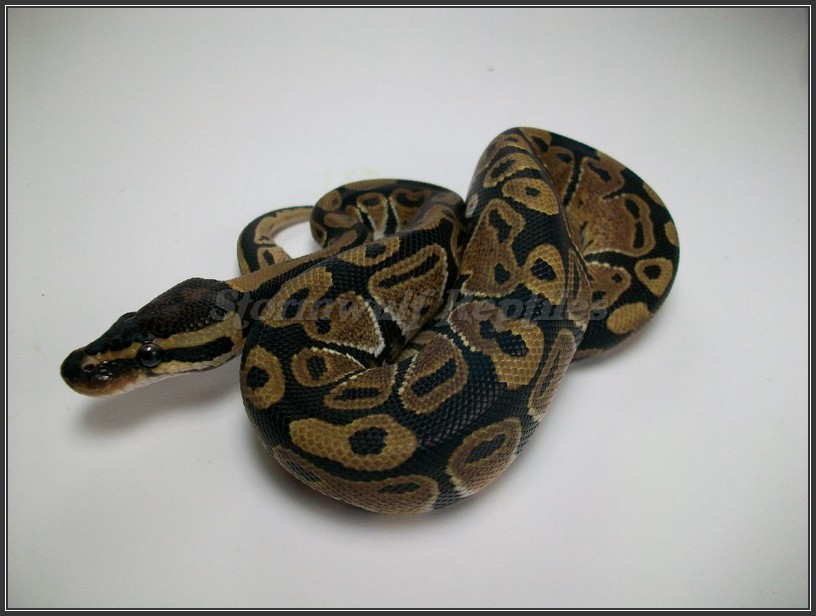 Male Het Albino