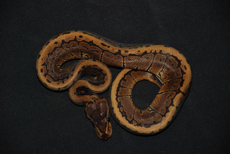 Unnamed Unshipped Female Pinstripe