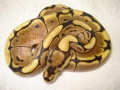 My New Spider