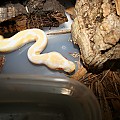 Albino male BP