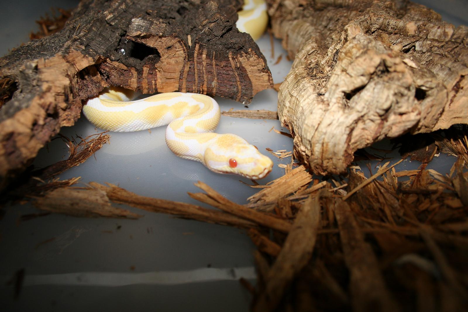 Albino male BP