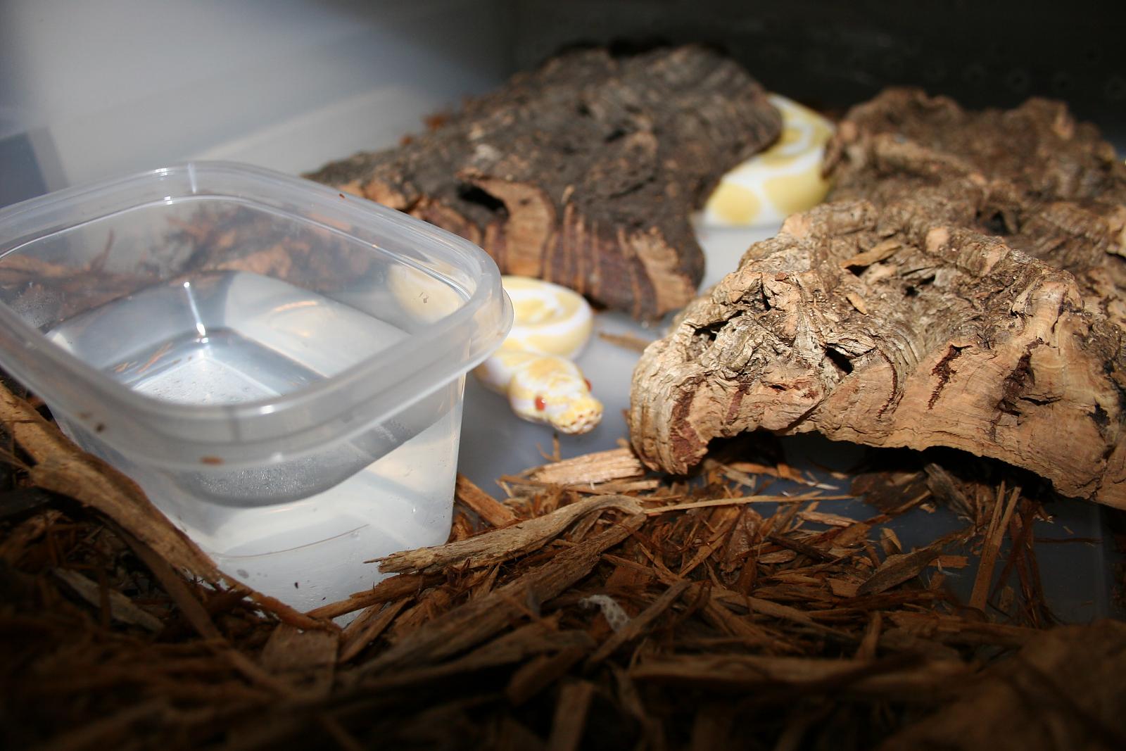 Albino male BP