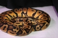 Pastel Ball Python (male)