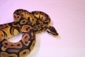 Pastel Ball Python (male)