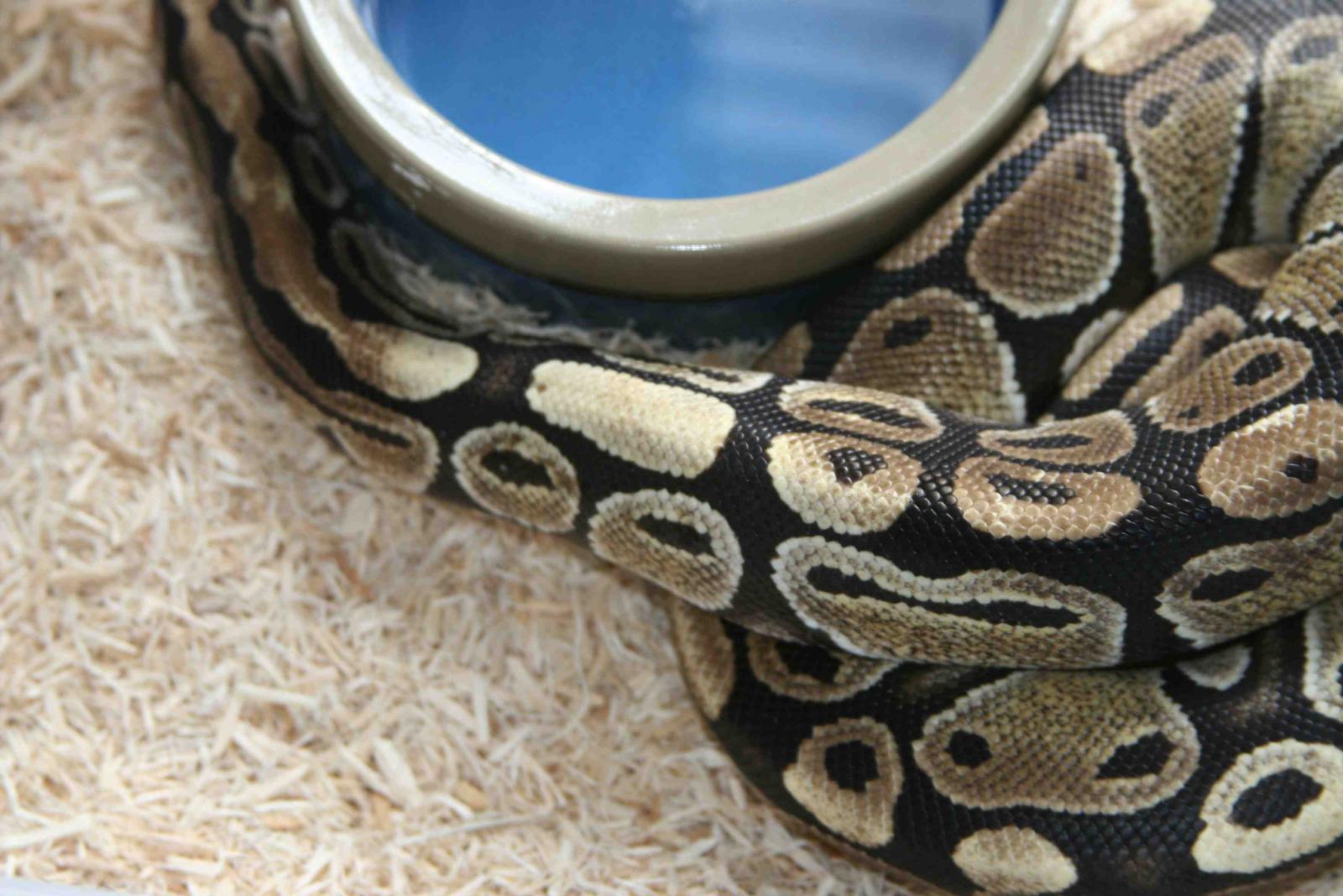 Female Normal - 700 Grams