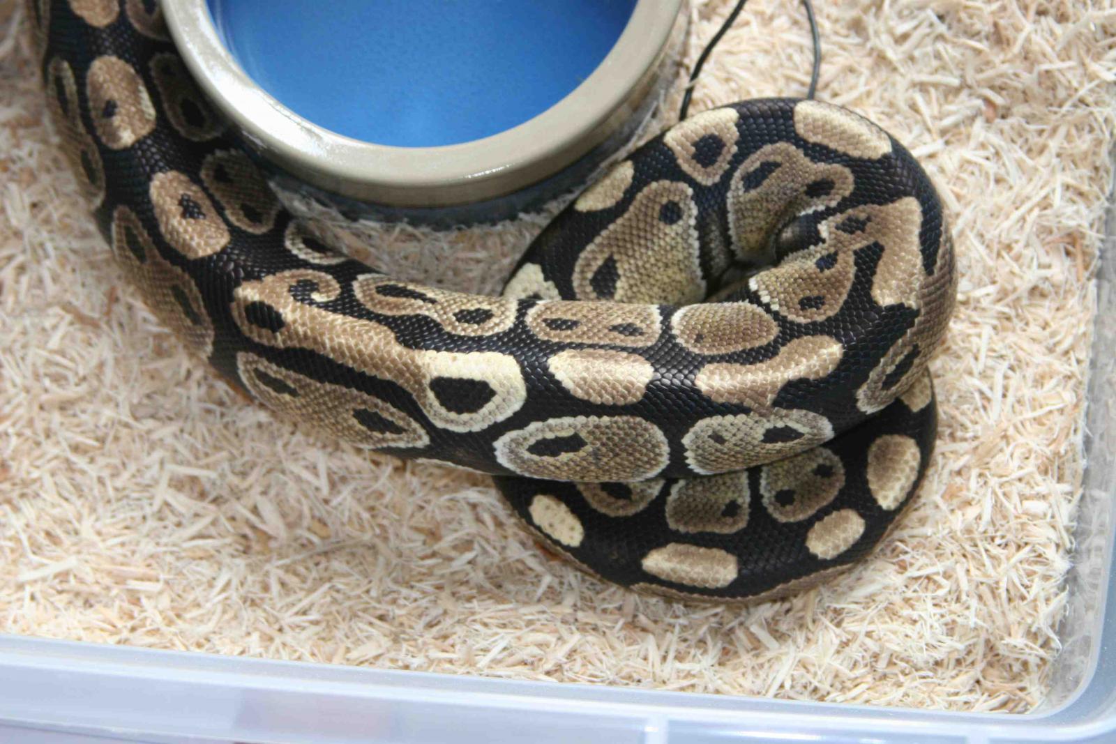 Female Normal - 700 Grams