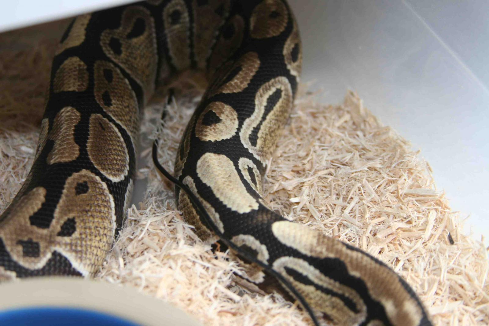 Female Normal - 700 Grams