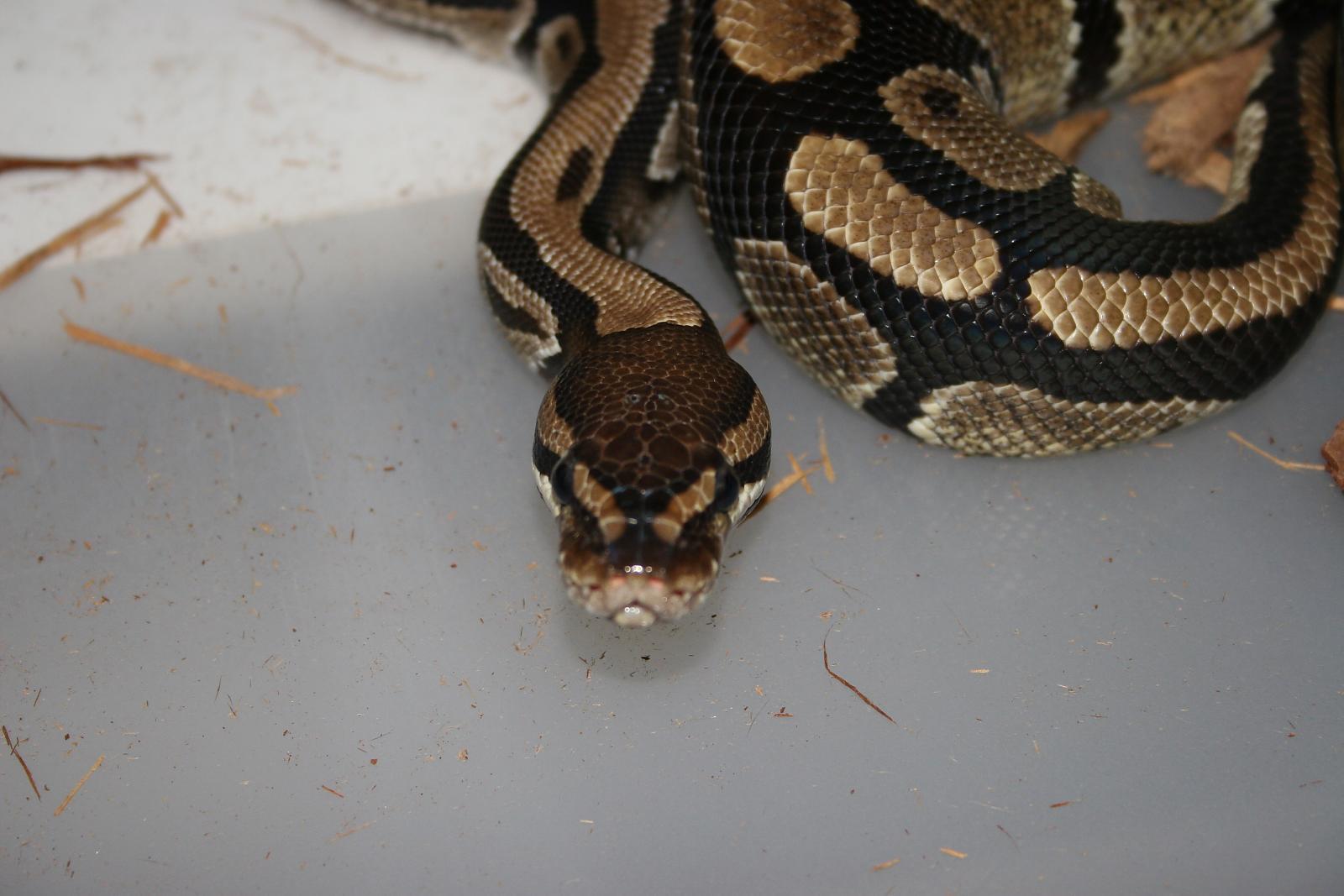 Normal Female