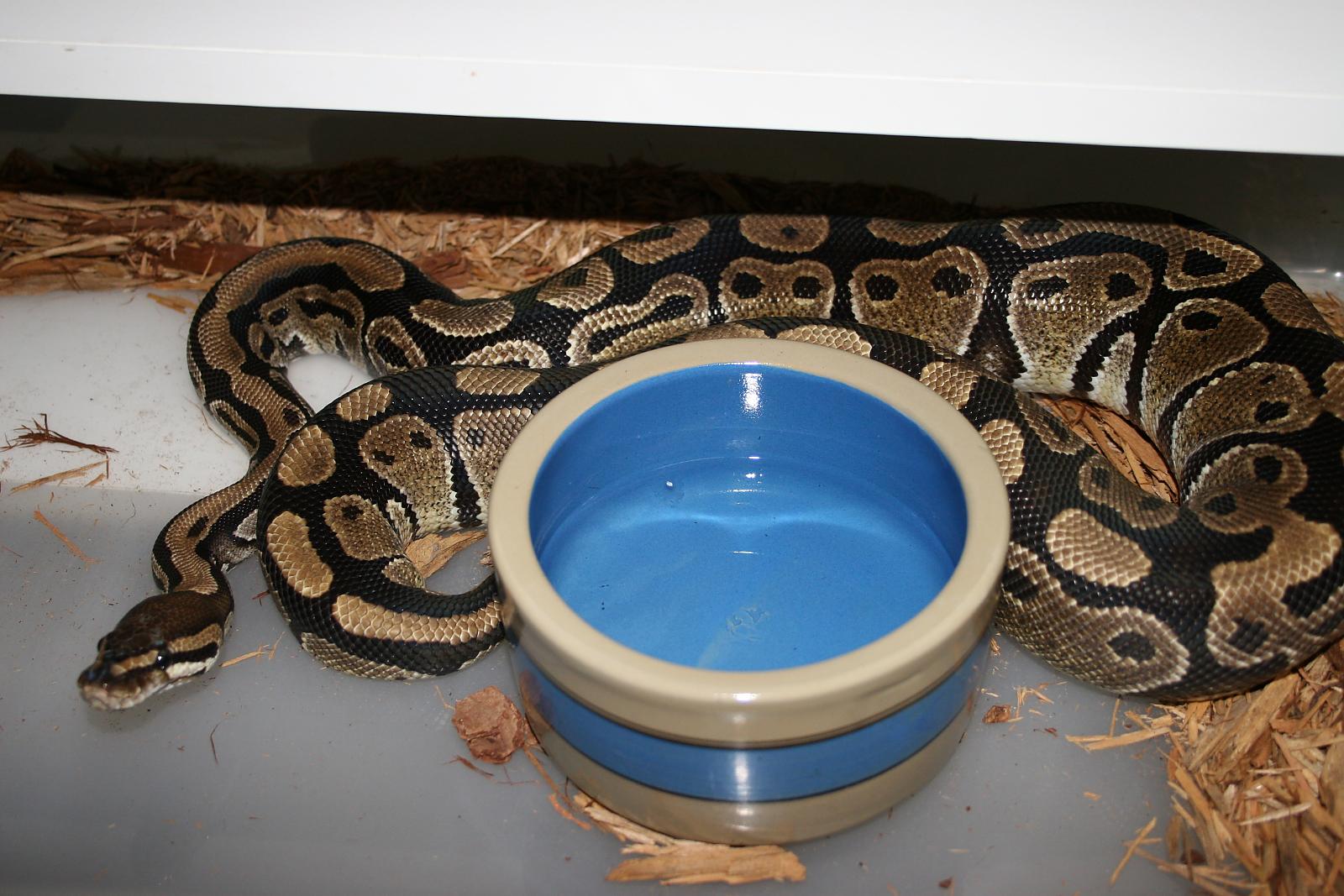 Normal Female