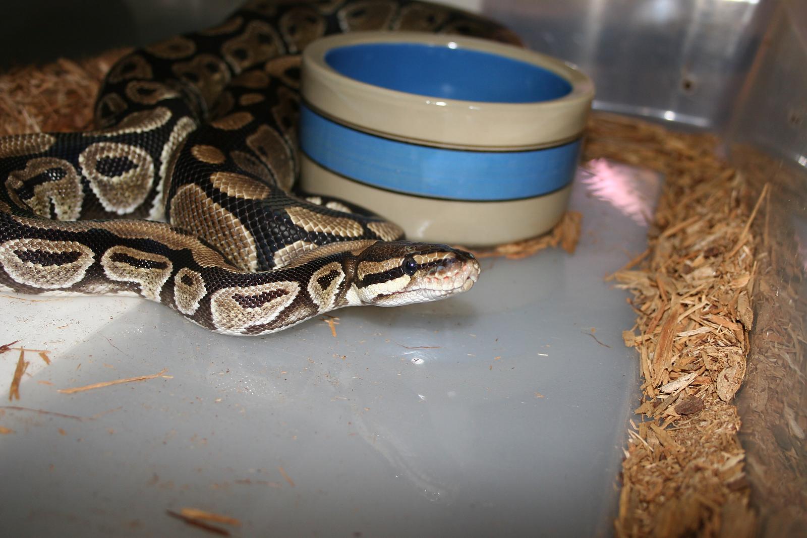 Normal Female