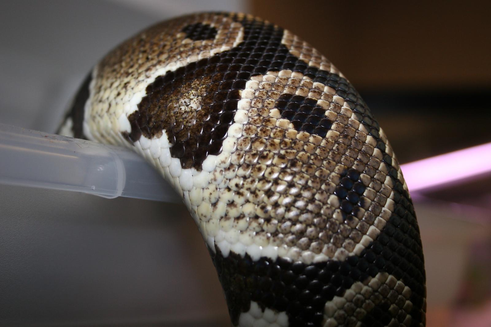 Normal Female
