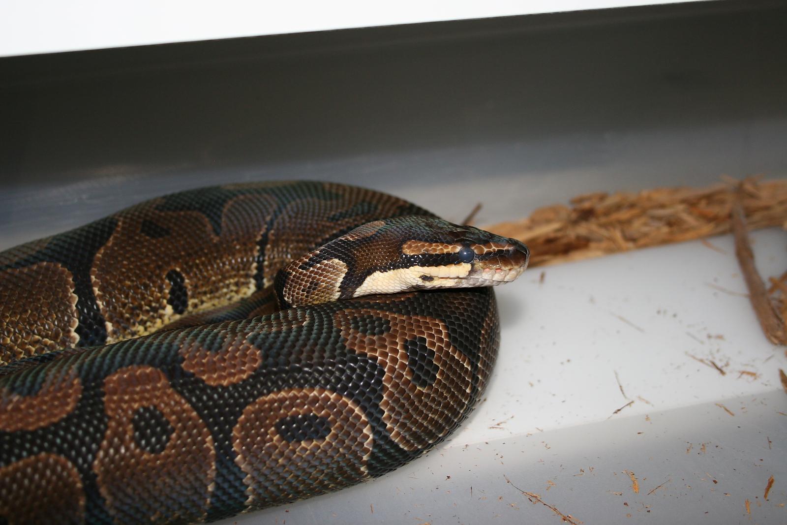 Normal BP