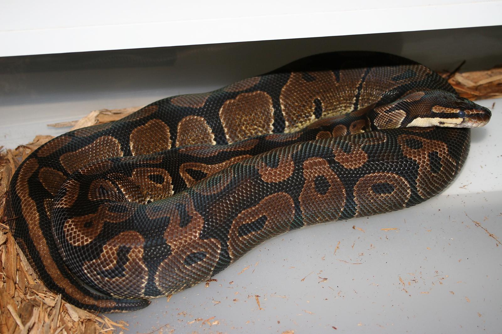Normal BP