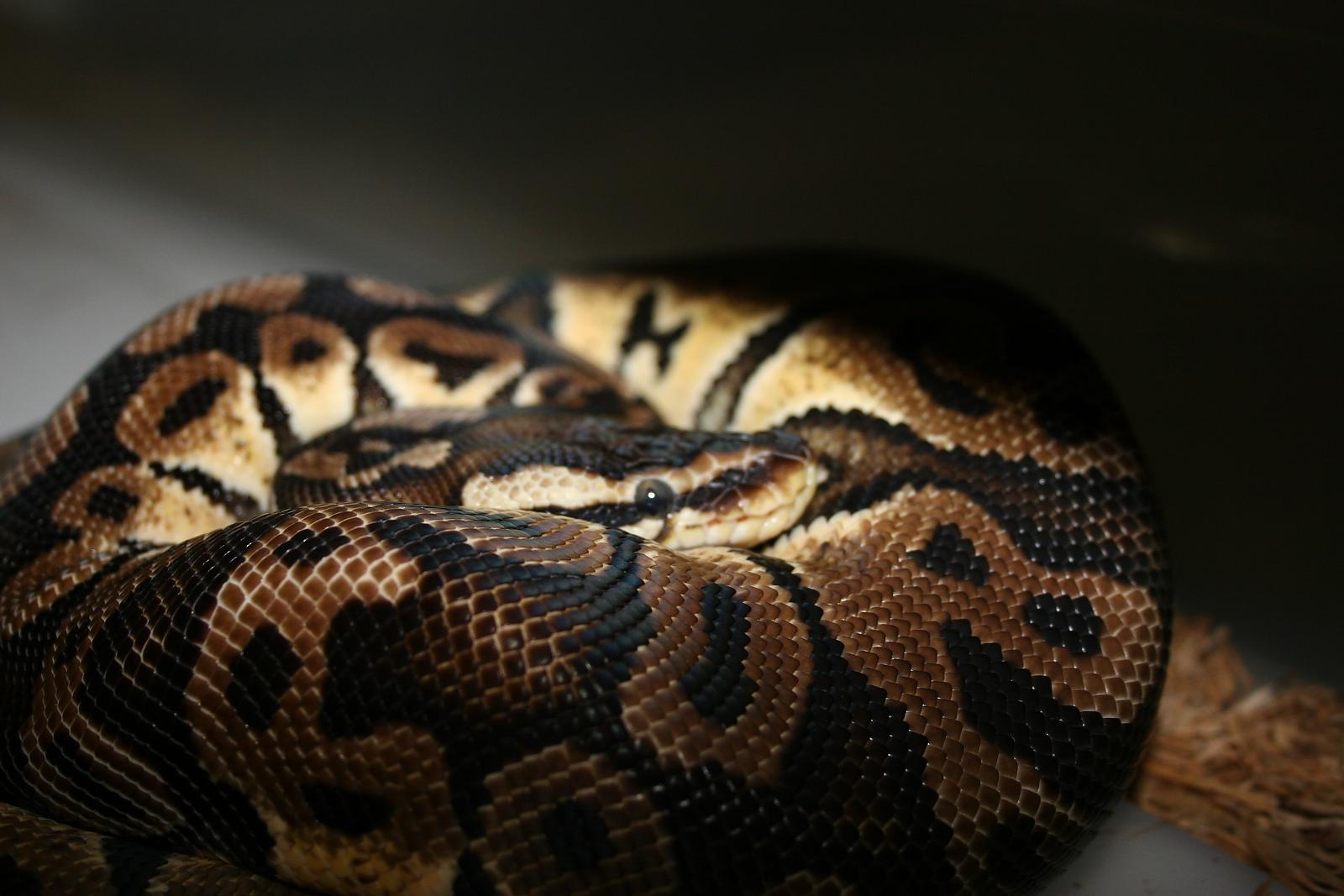 Pastel Male BP