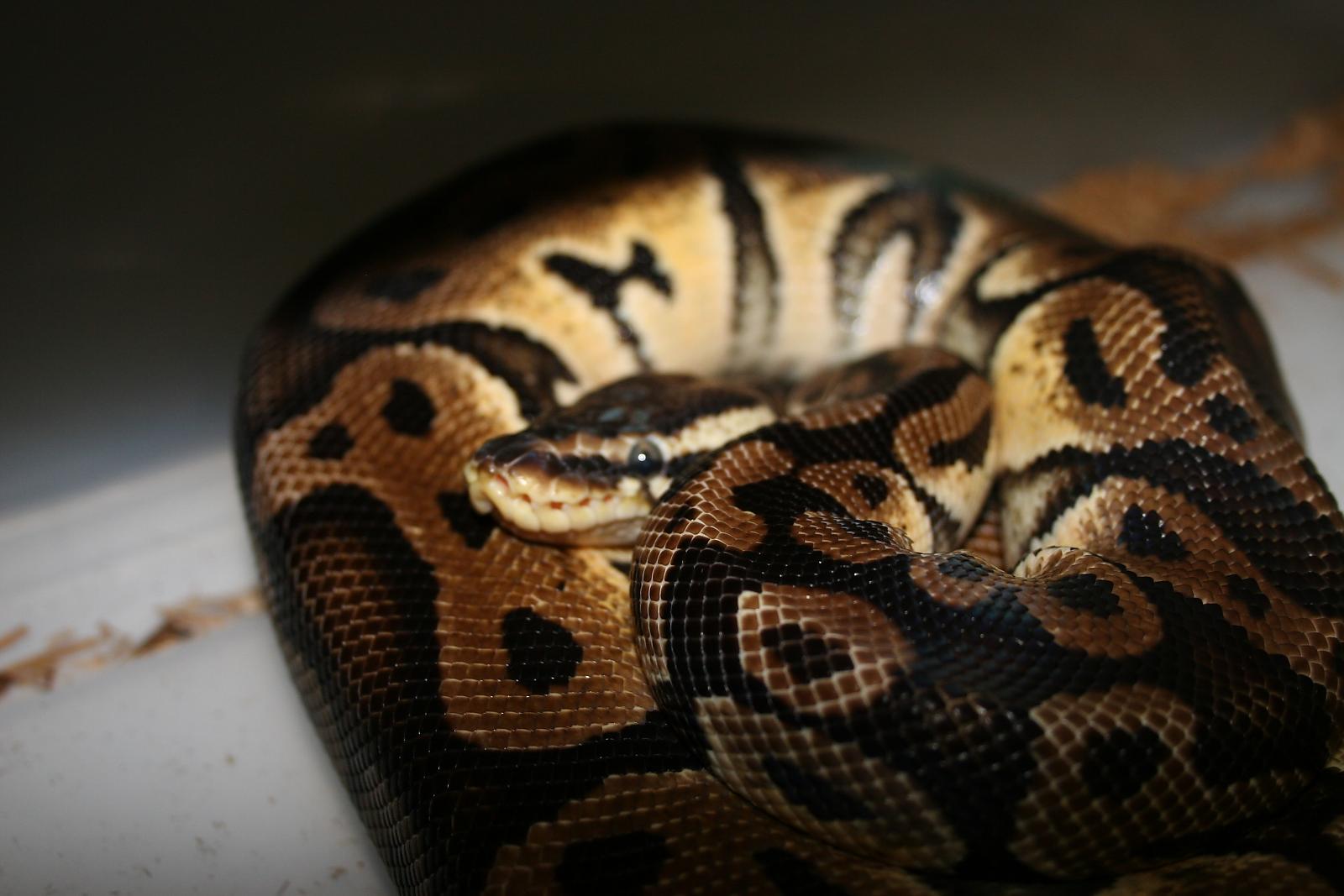 Pastel Male BP