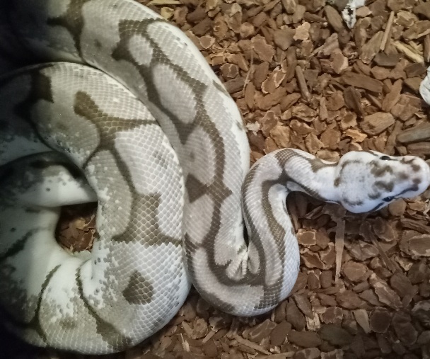 Axanthic