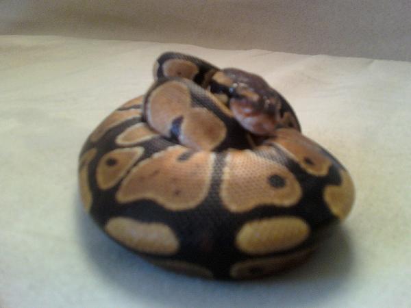 More Pics