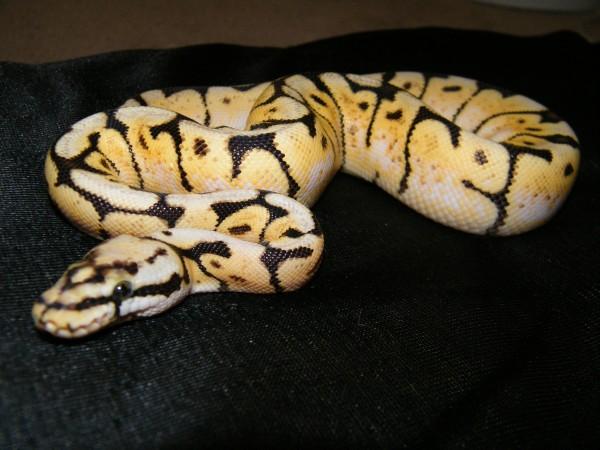 Tsk Bumblebee Male