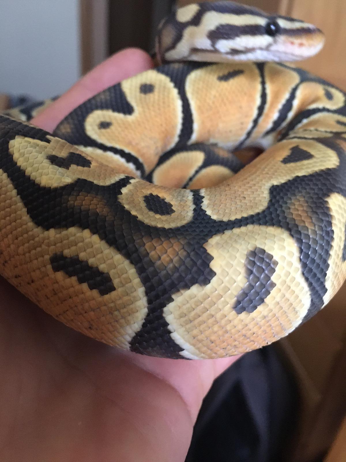 bp on hand side view