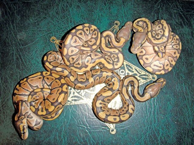 fresh hypo mojave clutch