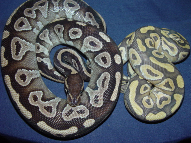 Hypo Mojave Sire