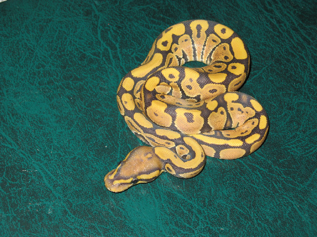 Orange Hypo