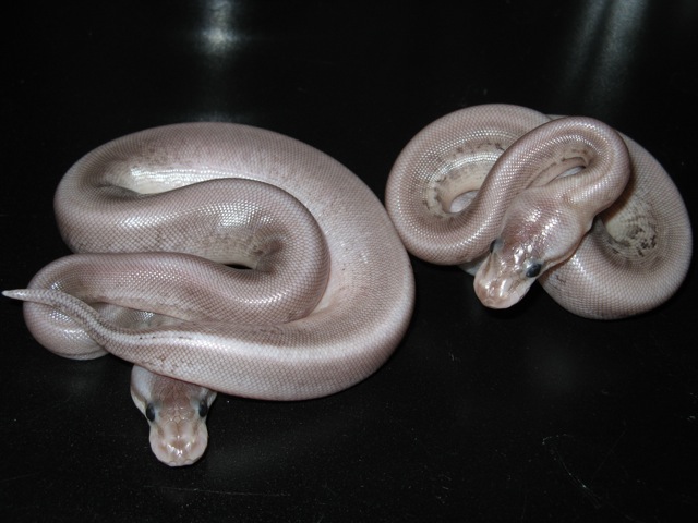 pastel gargoyles