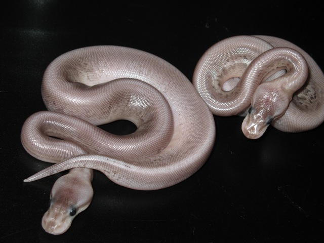pastel gargoyles