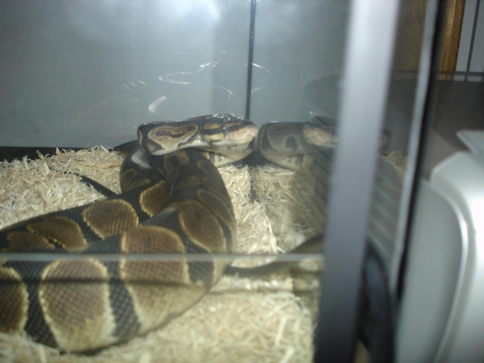 My Ball Python