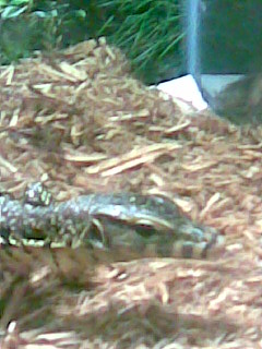 Water Monitor Pics