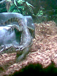 Water Monitor Pics