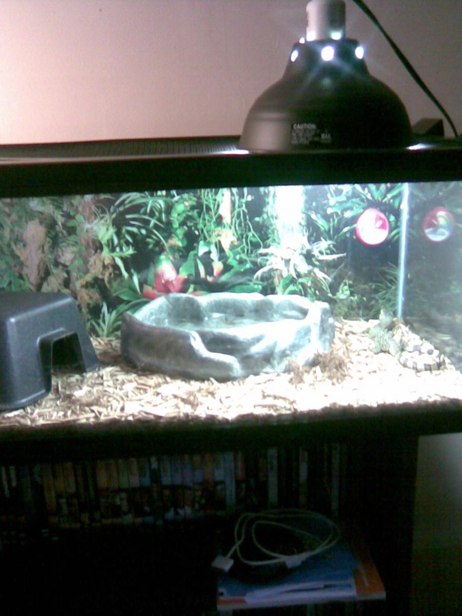 Water Monitor Pics