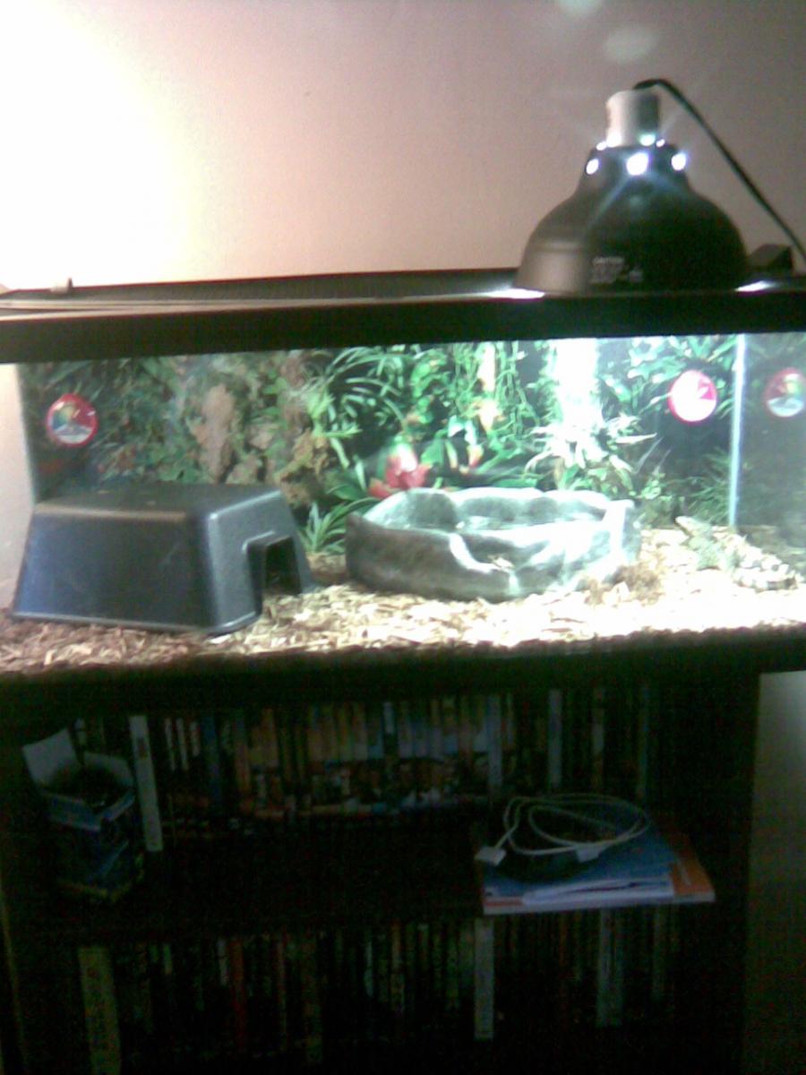 Water Monitor Pics