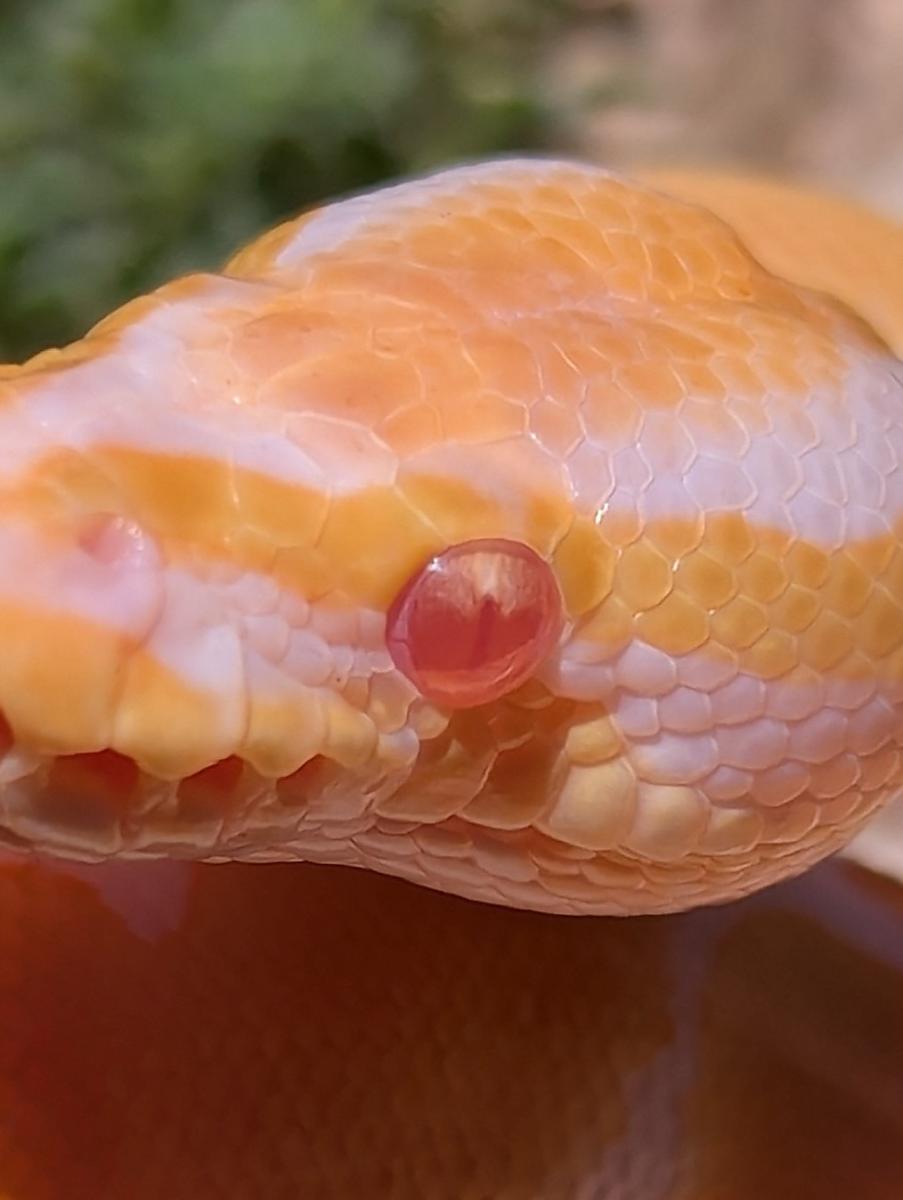 Snake eye