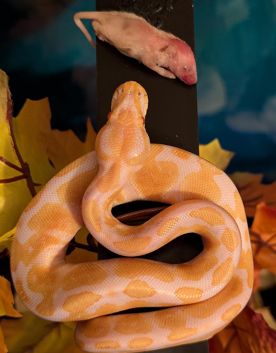 Spot with food