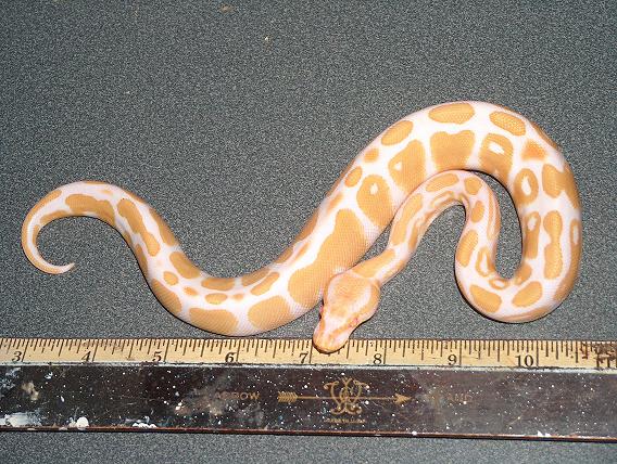 malealbino
