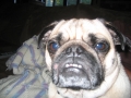 Brutus My Pug (just Got A Wart On His Cheek)