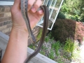 Garter Snake