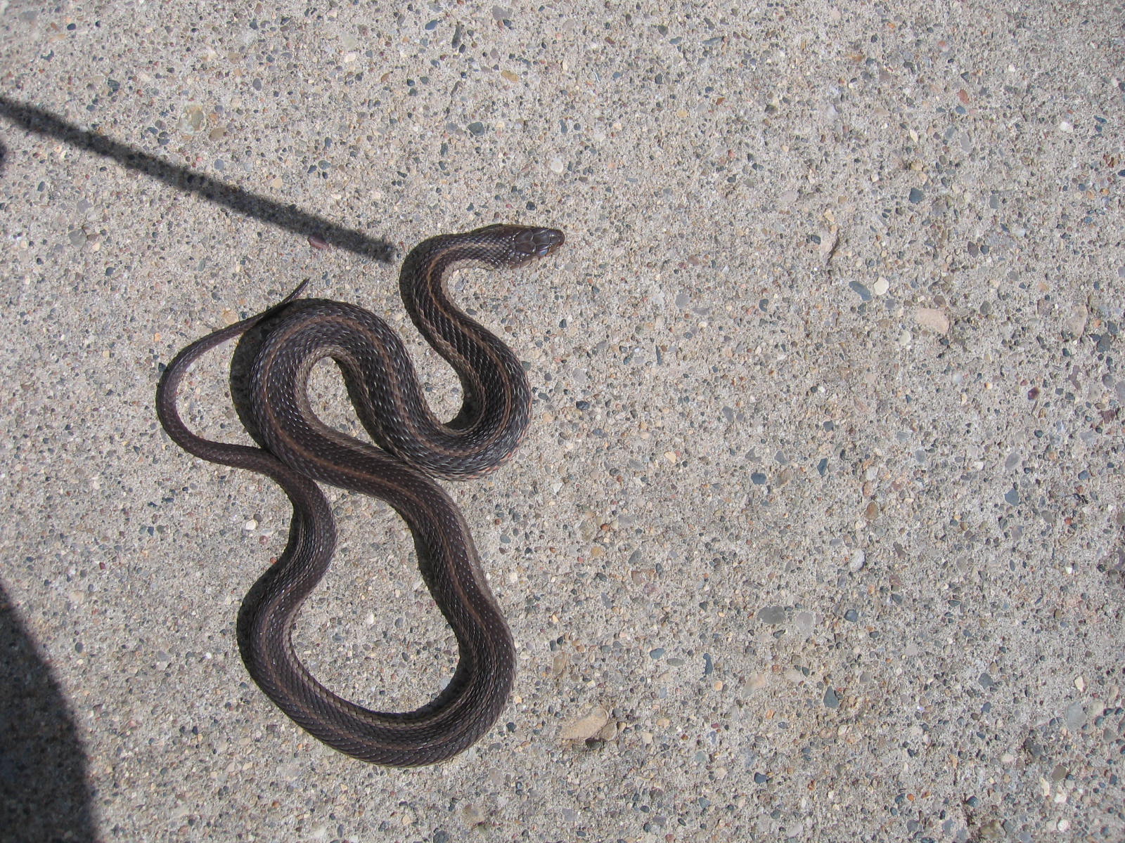 Garter Snake