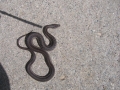 Garter Snake