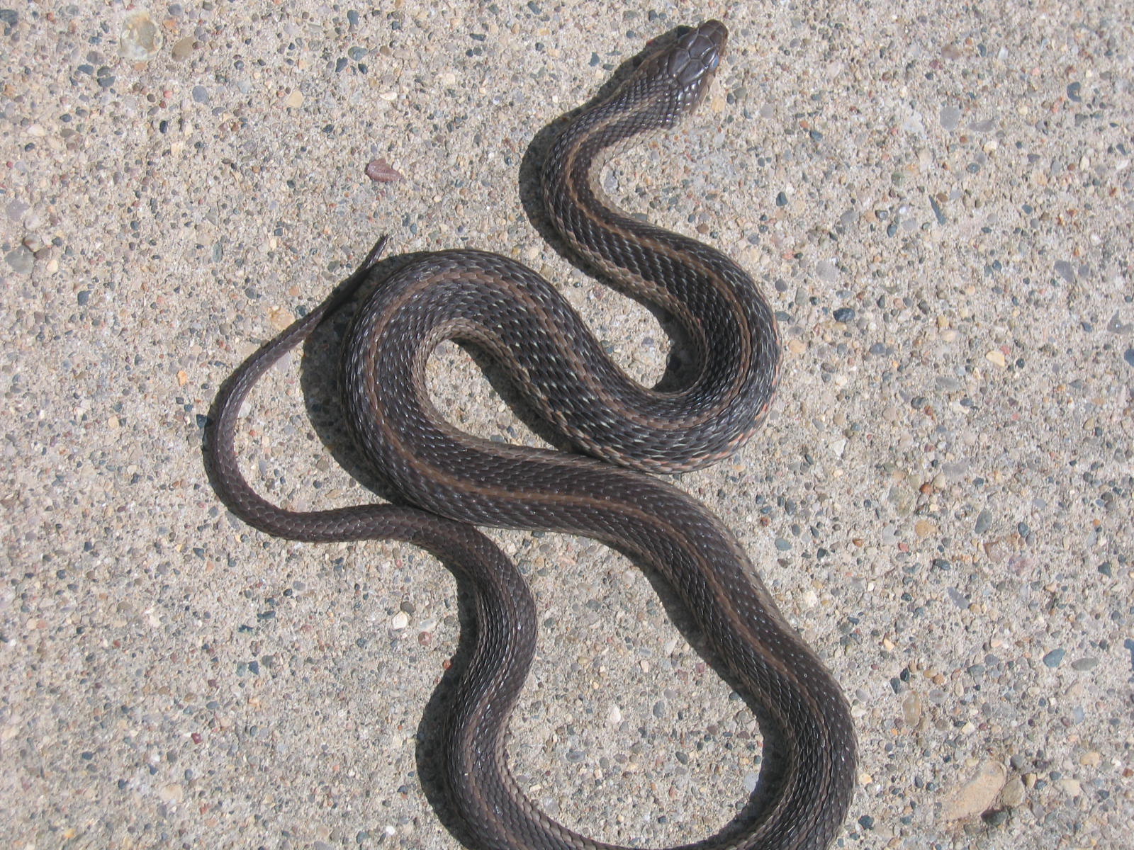Garter Snake