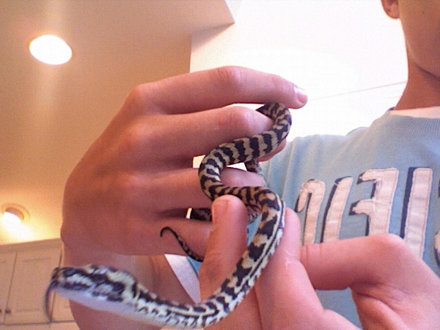 Gibson My New Jungle Carpet Python