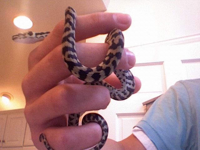 Gibson My New Jungle Carpet Python