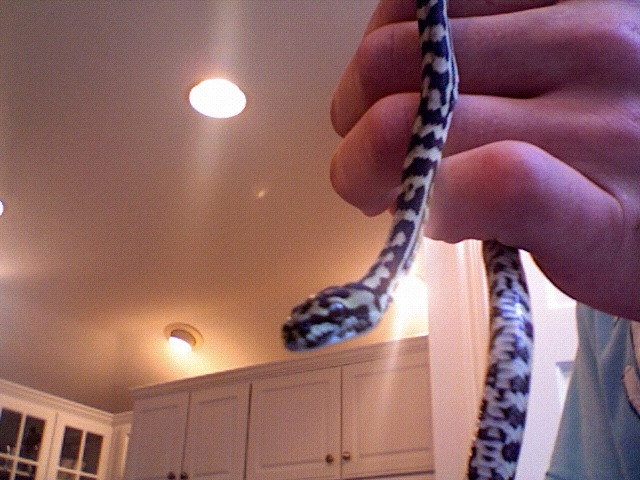 Gibson My New Jungle Carpet Python