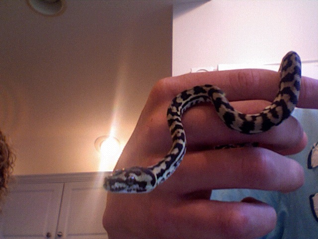 Gibson My New Jungle Carpet Python