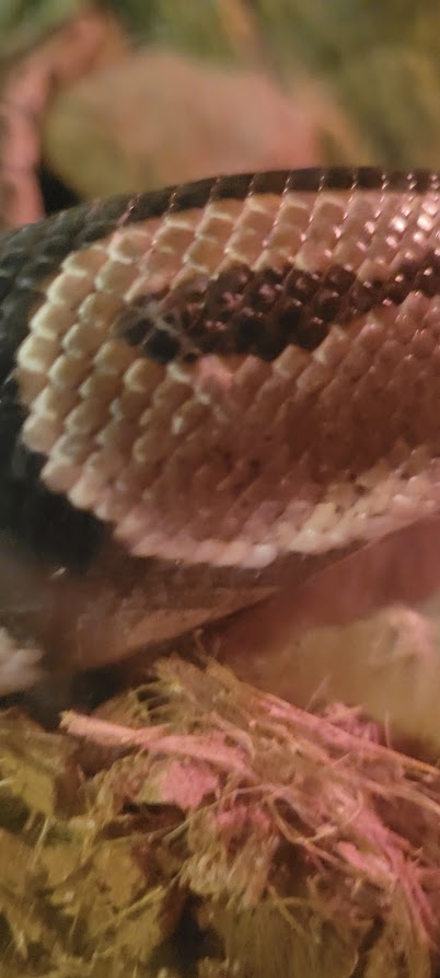 Remi's Injury