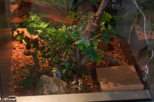 Divided Vivarium