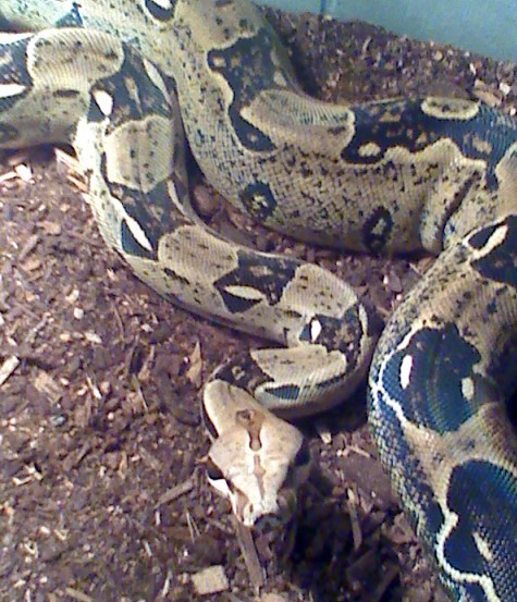BCIs Iridescent Sheen