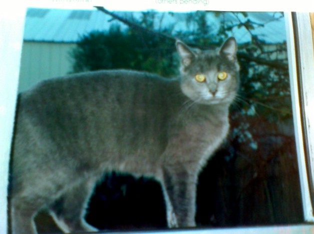 My Lovely Cat, Marley
